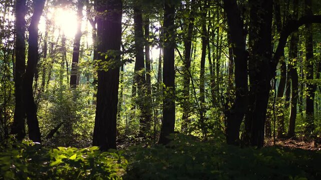 Warm summer evening in the forest. Sun setting behind trees, golden rays flare through the leaves. Peaceful natural atmosphere with soft evening light.