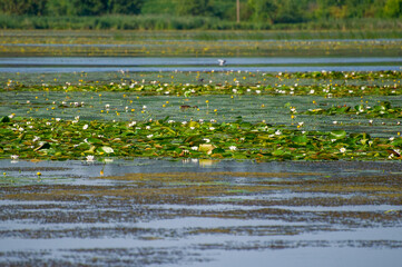 A peaceful lake blanketed with water lilies and nymphaea candida is surrounded by lush greenery