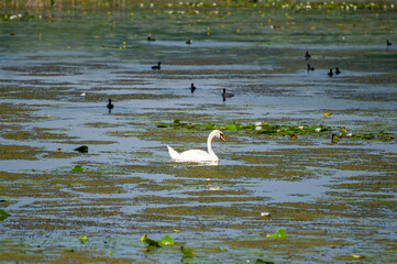 swan on the lake covered with nymphaea candida
