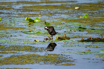 common coot Fulica atra at lotus pond preening its feathers