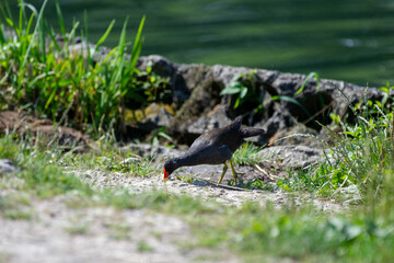 the common moorhen on the shore of the lake