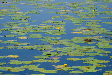 yellow water lily on the lake