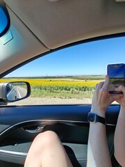 Capturing vibrant sunflowers along the roadside during a sunny day drive