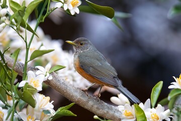 Purple-breasted Thrush (Turdus rufiventris), a bird symbol of Brazil, captured in natural light that highlights its vibrant colors. The best photo.Sabiá laranjeira