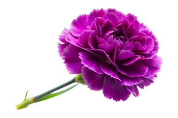 purple carnation image isolated on a transparent