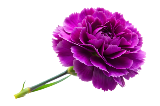 purple carnation image isolated on a transparent