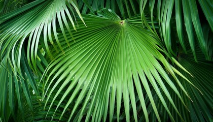 close uo of the leaves of a green tropical palm tree