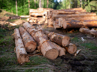 Piles of freshly cut trees in a coniferous forest.