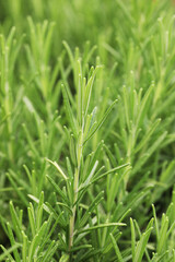 Fresh Rosemary herb (Rosmarinus officinalis) 