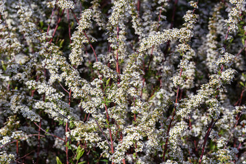 White flowers on the branches of spirea.
