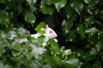 Albino grey squirrel with white fur and pink eyes hiding in ivy leaves