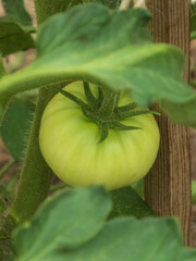 Unripe Green Tomato Growing on a Vine with Lush Leaves