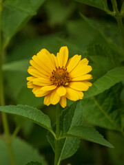 Bright Yellow Flower with a Textured Center Amidst Green Leaves