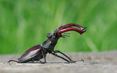 stag beetle on a stump of oak close up