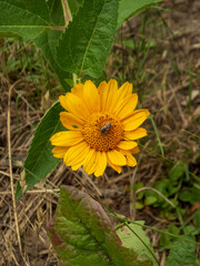 Small Bee Pollinating a Bright Yellow Daisy-like Flower