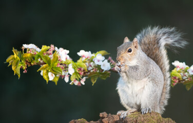 Grey squirrel eating nut on a mossy tree stump with a blossoming cherry tree branch in the background