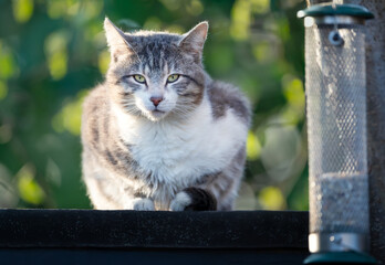 Portrait of a tabby cat sitting near a bird feeder and waiting for birds on a garden shed roof
