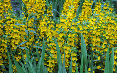 bright yellow flowers in the garden