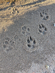 paw prints in the sand 