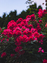 Beautiful rose bush with raspberry-colored flowers in full bloom