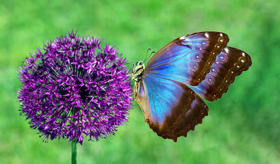 colorful blue morpho butterfly on bright purple flower in garden