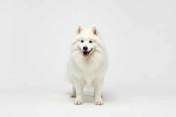 Fluffy white Samoyed dog isolated on white, studio shot, portrait, domestic, animals