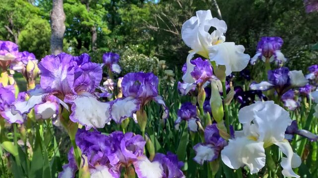 White and purple garden Iris germanica with large flowers in the botanical collection