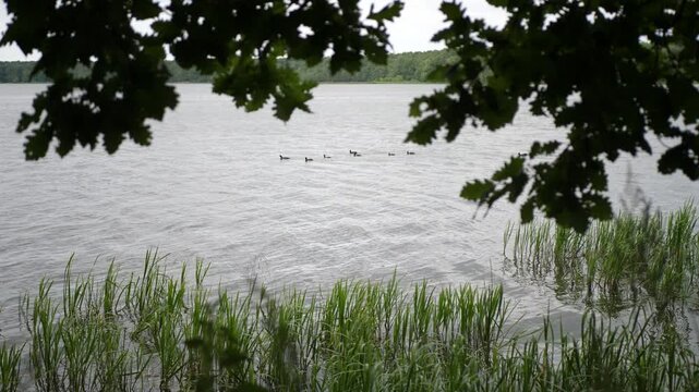 Water birds calmly float and sway on lake waves, partially hidden behind reeds and tree leaves. Natural setting, peaceful summer day by the water.