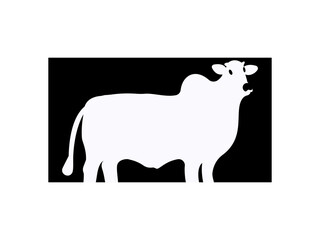 black and white cow