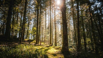 Lush forest with sun flare. Tall pine trees with green vegetation in summer. Vosges great woods in...
