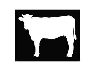 black and white cow