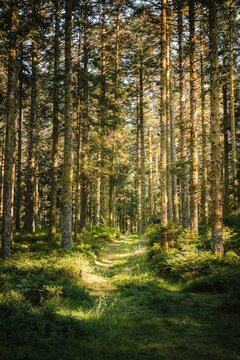 Lush forest with sun flare. Tall pine trees with green vegetation in summer. Vosges great woods in mountains in France.