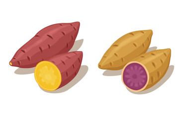 Sweet Potato vector. Sweet Potato on white background.	