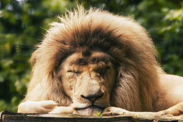 portrait of a lion