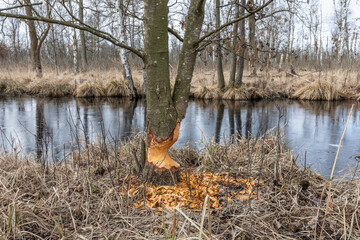 Tree with fresh beaver bite marks in winter landscape 
