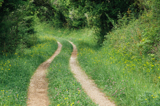 Route de campagne. Chemin forestier. Balade champ&ecirc;tre. Route d&eacute;serte en &eacute;t&eacute;. Route mal entretenue. Route bord&eacute;e de bois et buissons. 