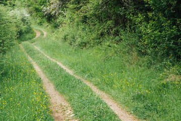 Route de campagne. Chemin forestier. Balade champêtre. Route déserte en été. Route mal...