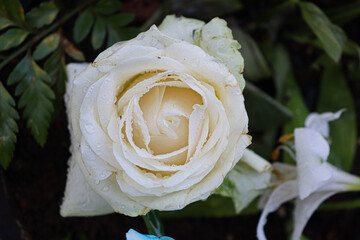 Wet white rose with delicate petals and a cream-colored center. Water droplets cover the petals,...