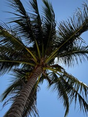 coconut palm tree