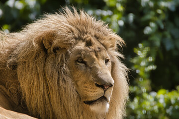 portrait of a lion