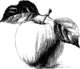 Black and white sketch of an apple with detailed leaves, realistic illustration. Vector illustration