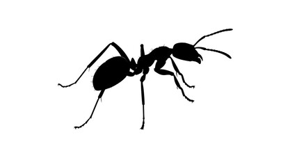 Black Silhouette of an Ant on Transparent Background

