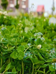 Lush clover field with delicate bubbles reflecting sunlight in a serene park during the early afternoon hours of spring