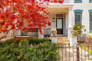 Classic Capitol Hill townhouses framed by blooming trees and soft spring sunlight.