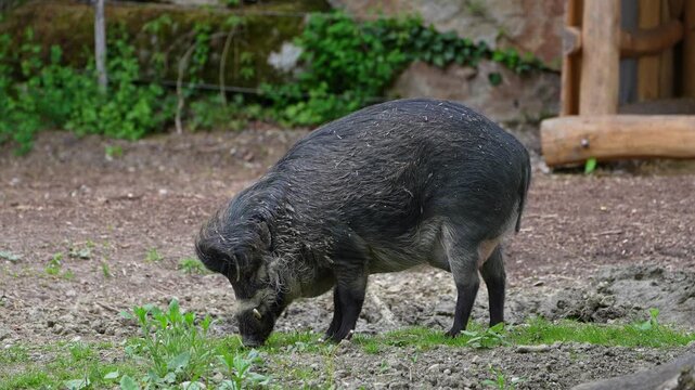 The Visayan warty pig, Sus cebifrons is a critically endangered species in the pig genus Sus. It is endemic to six of the Visayan Islands in the central Philippines.