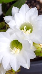 Obraz premium Close-up of two white cactus flowers