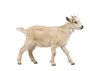 Obraz premiumA cute young brown goat with horns, a farm animal, is isolated on a white background, a portrait of nature's livestock mammal