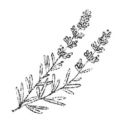 Sketch crayon aroma cosmetic flower of lavender. Hand drawn scribble doodle fragrant wildflower summer plant. Pencil texture vector illustration for label of beauty product packaging.