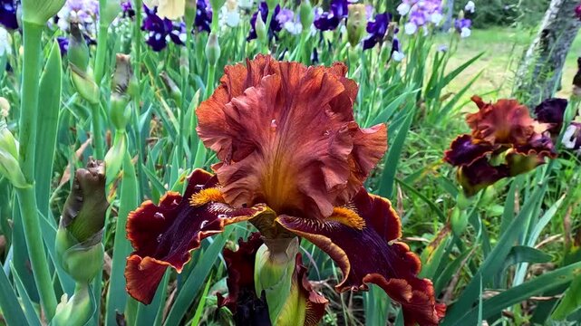 Red and brown garden Iris germanica with large flowers in the botanical collection, Odessa