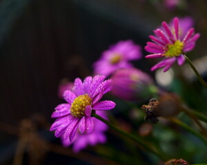 Purple Flowers Covered with Dew against a Dark Backdrop
